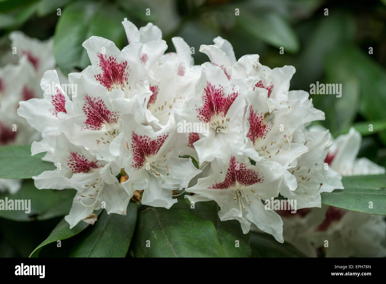 Rhododendron Textor white dark pink  flowers Stock Photo