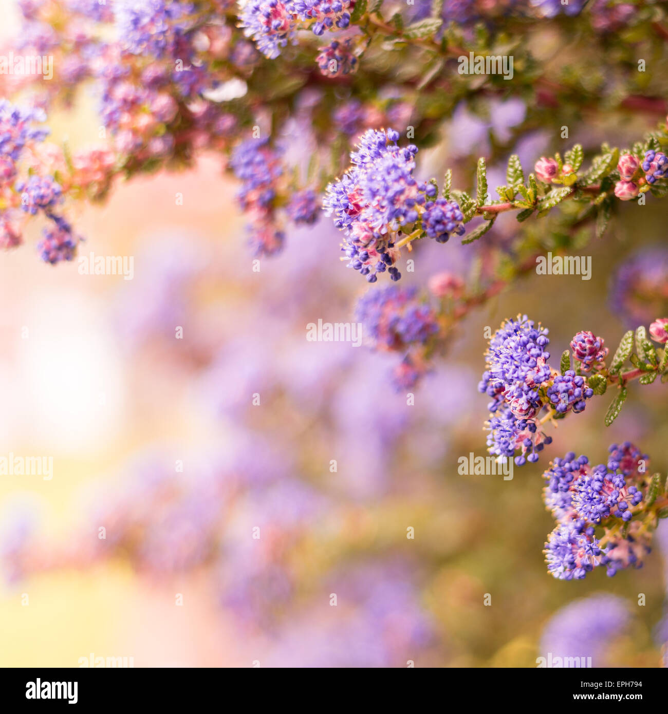 Blooming purple flowers on garden hi-res stock photography and images ...