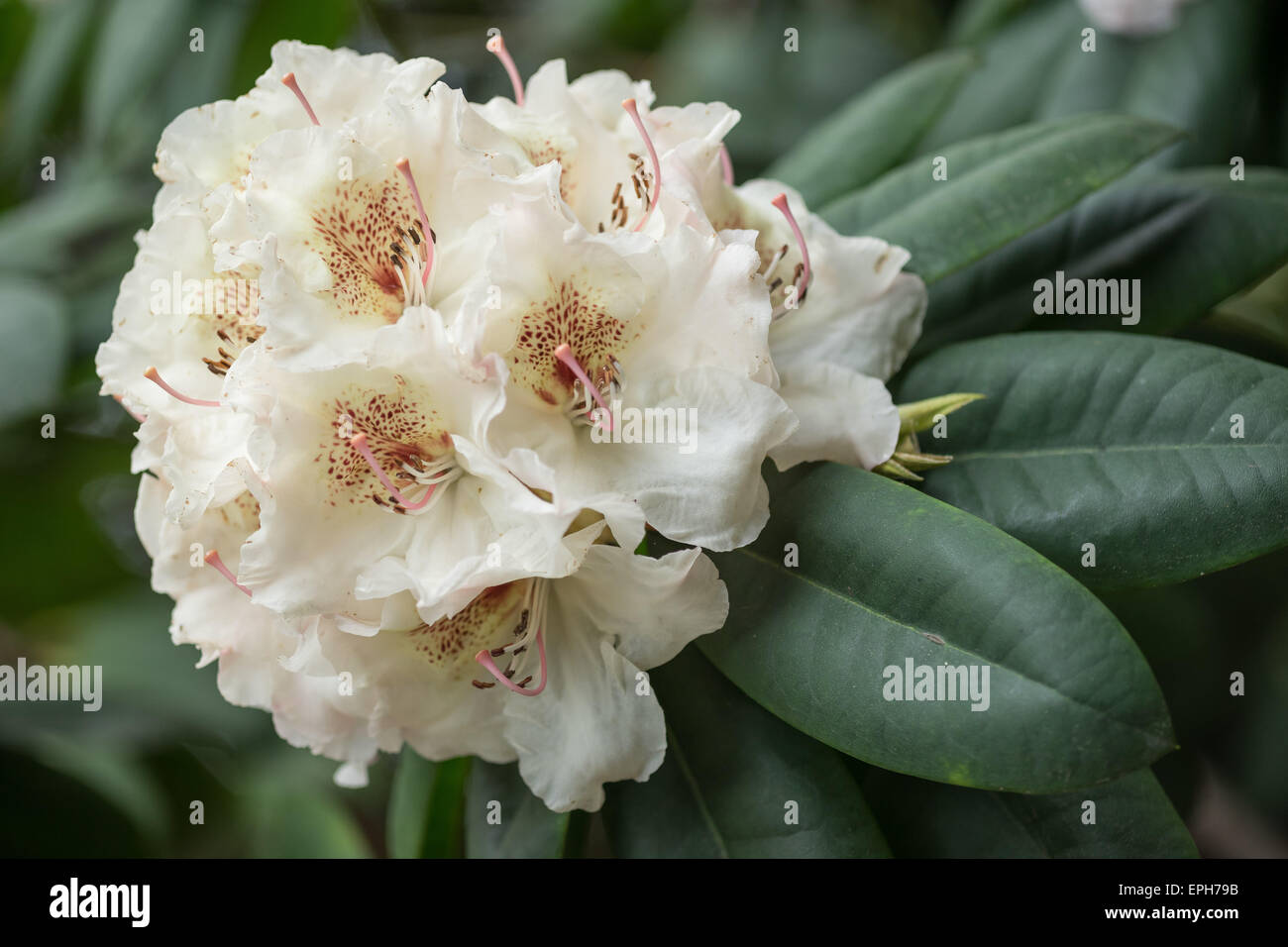 Rhododendron Simona white brown blossom Stock Photo - Alamy