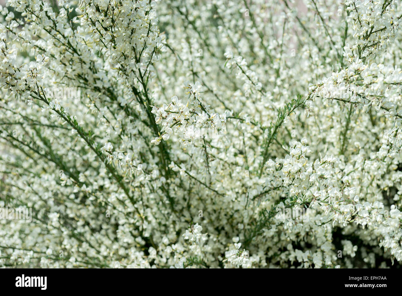 Warminster broom white blossom Cytisus praecox alba Stock Photo - Alamy