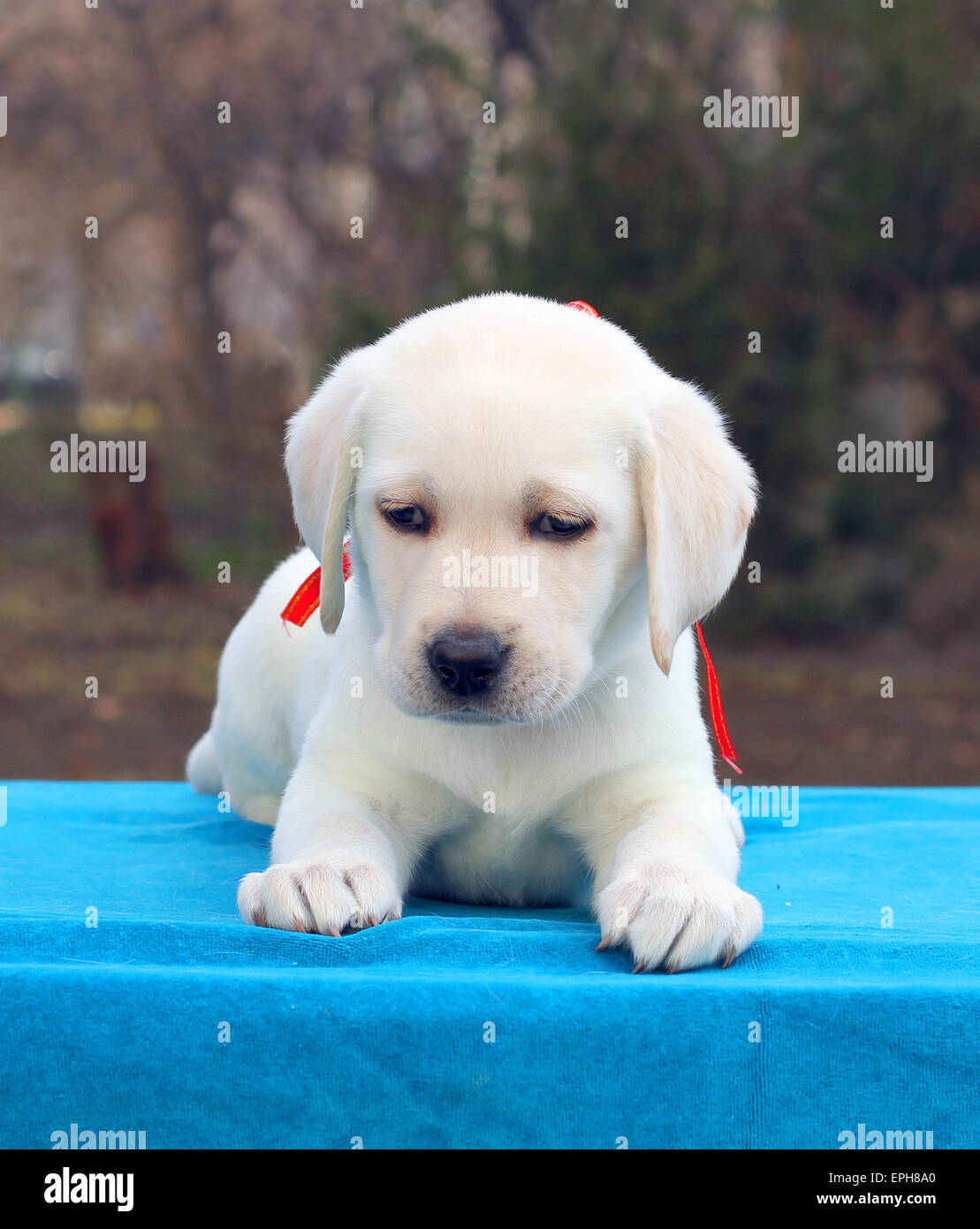 yellow labrador puppy laying on blue background Stock Photo - Alamy