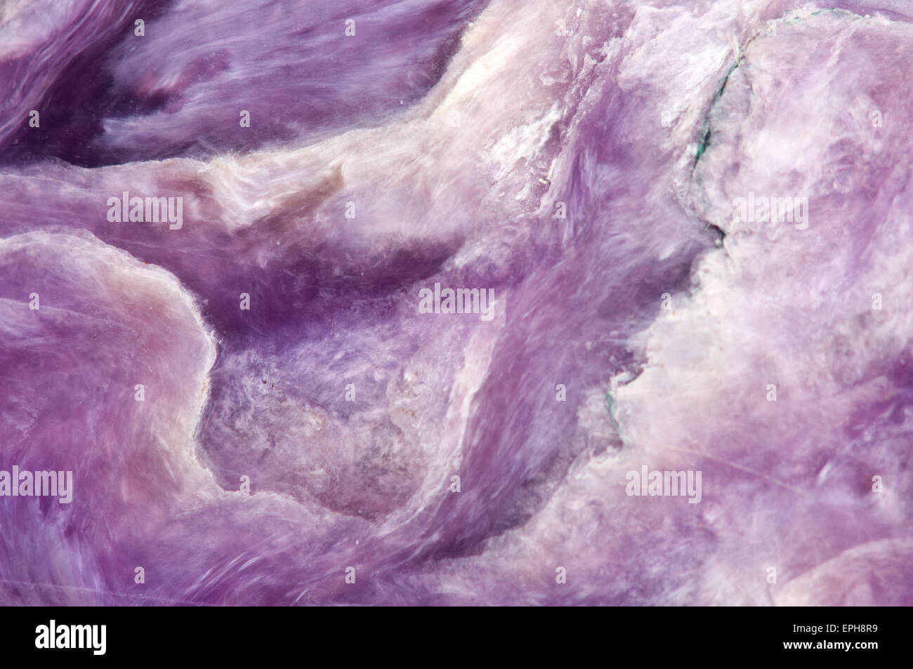 Charoite (Ca, K, Na) 3 Si4O10 (OH, F) H2O. Lilac rare crystal. Macro. Beautiful fantastic background Stock Photo