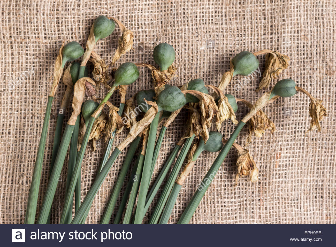 Seedpods Stock Photos & Seedpods Stock Images Alamy