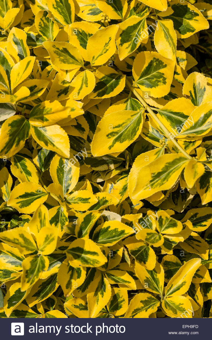 Privet Hedge High Resolution Stock Photography and Images - Alamy