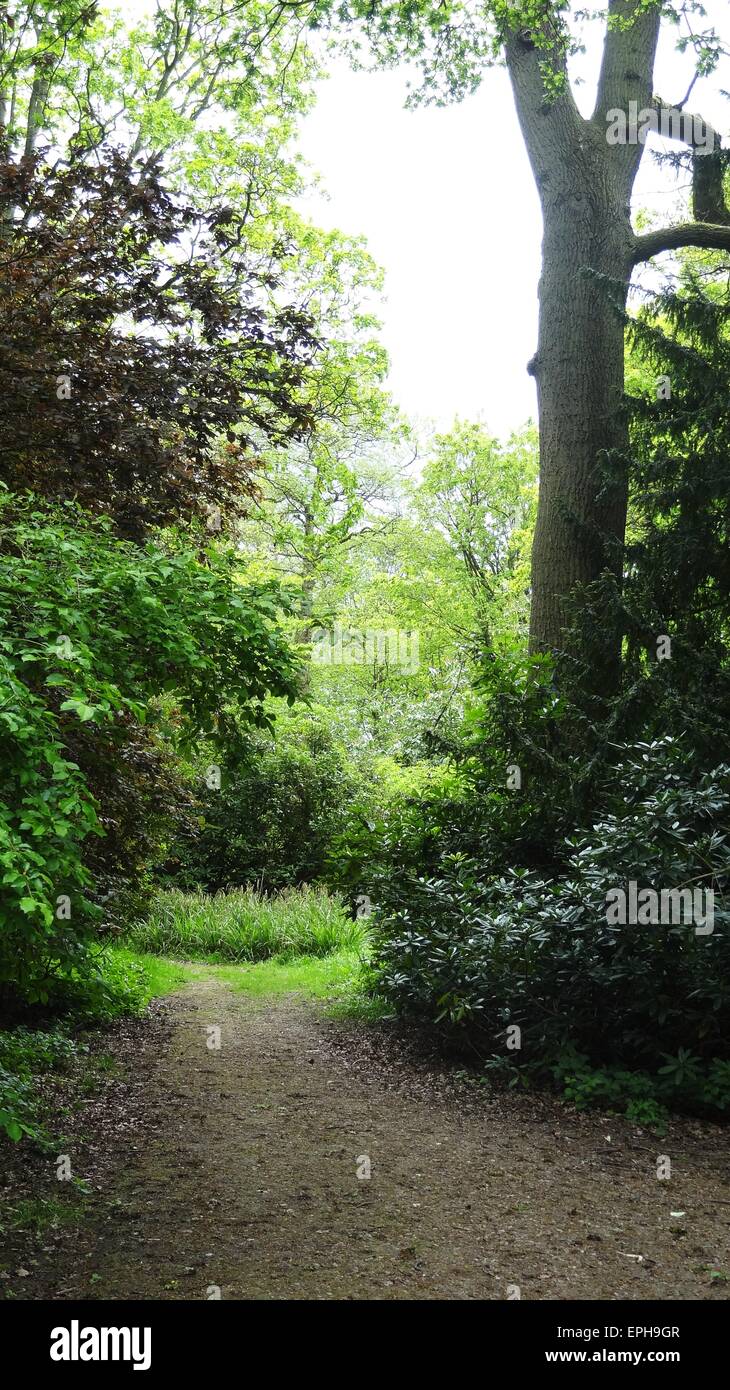 Garden greenery plants trees woodland Stock Photo