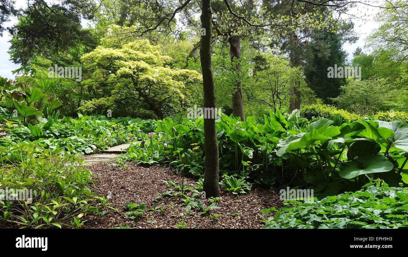 Garden greenery plants trees woodland Stock Photo Alamy