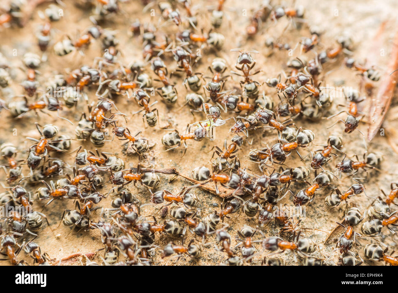 Swarm Colony Of Ants Searching For Food Stock Photo - Alamy