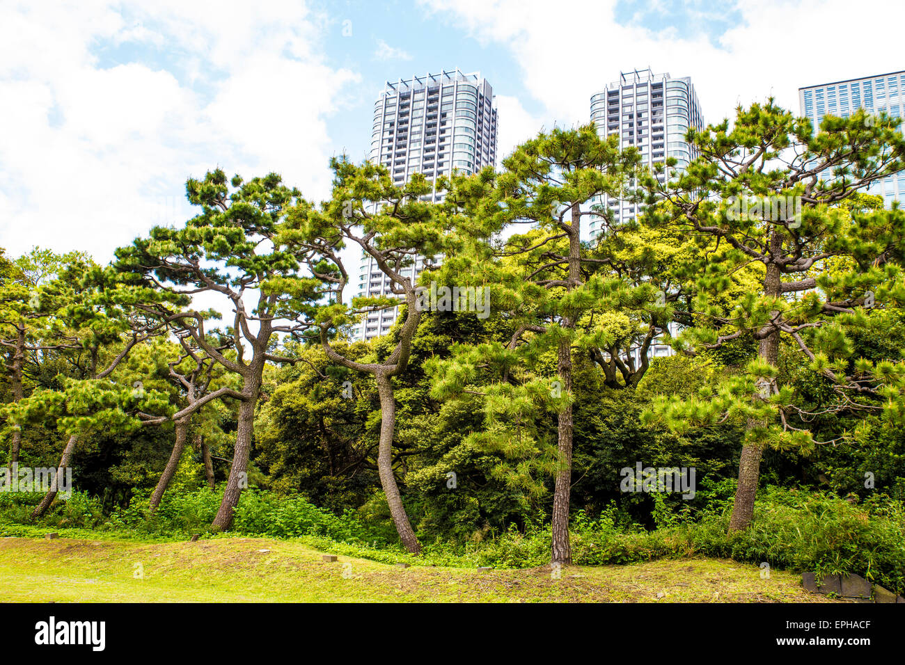 Hama Rikyu gardens with skyscrapers in the background Stock Photo