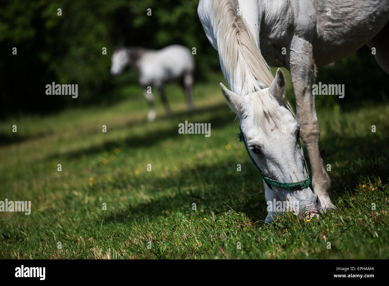 Lippizaner horses are genuine slovenian breed, with a long history, which goes back to the times of Austro-Hungarian Empire and Stock Photo