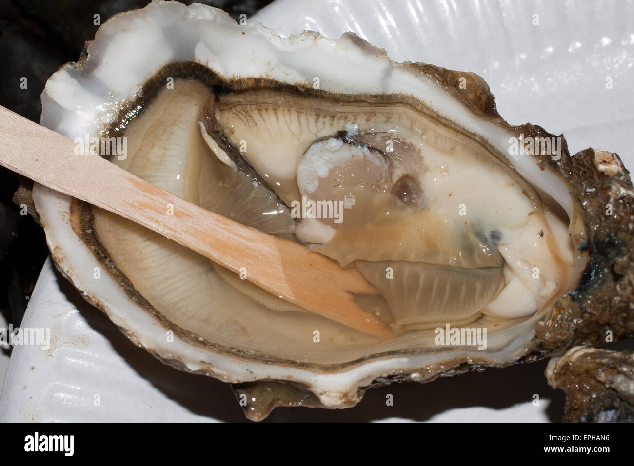 natural oysters ready for eating Stock Photo Alamy