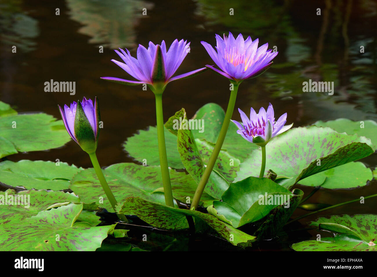 Water lily close up in the pond with green leaf Stock Photo - Alamy