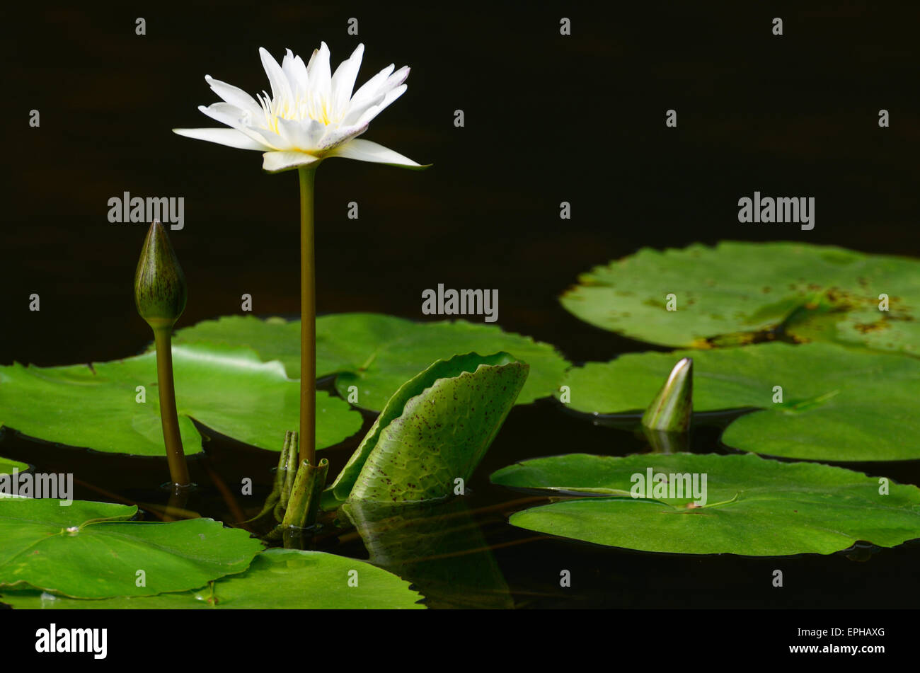 Water lily close up in the pond with green leaf Stock Photo