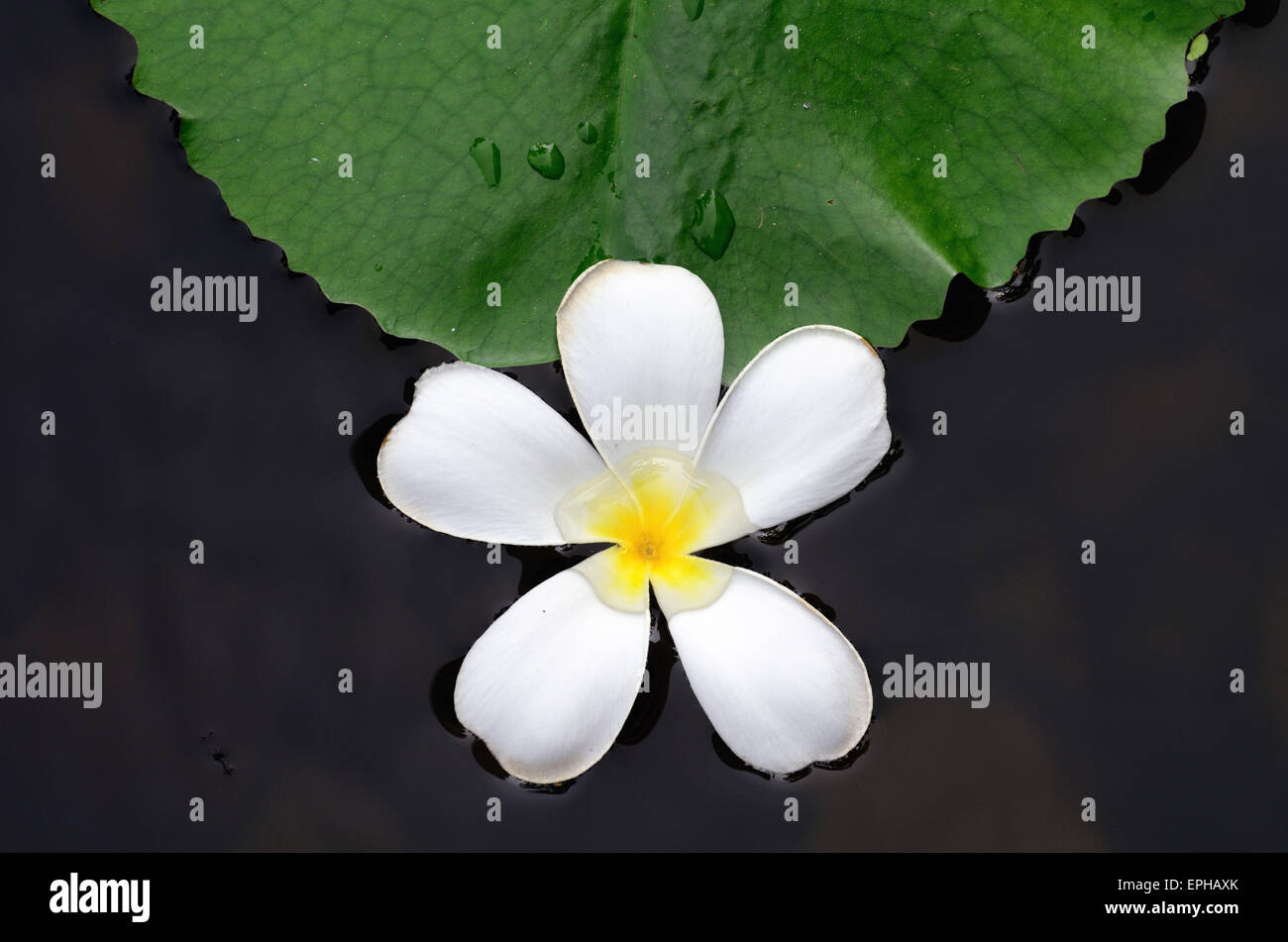 Water lily close up in the pond with green leaf Stock Photo - Alamy