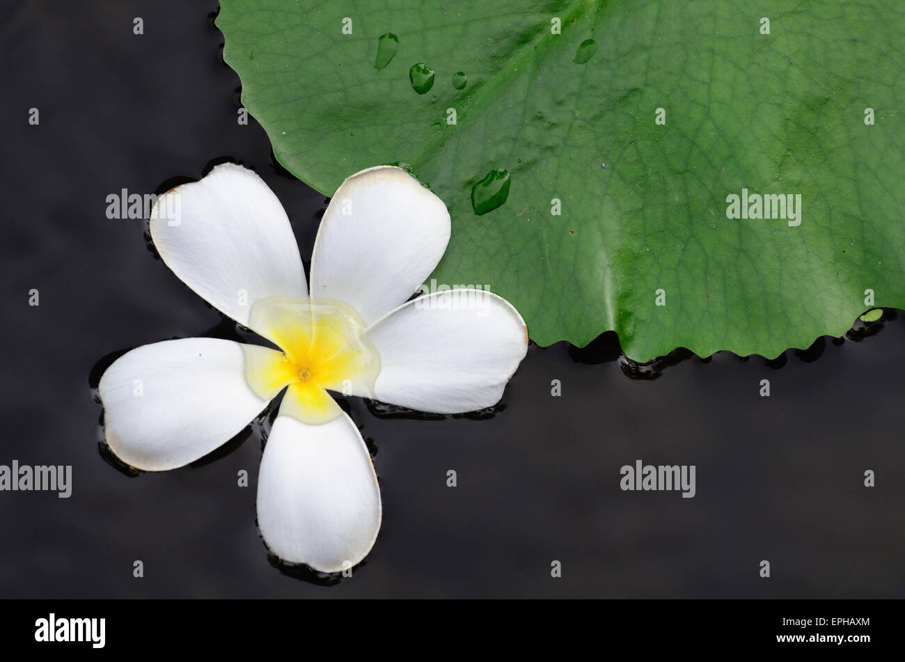 Close up white lotus green leaf in water pond hi-res stock photography ...