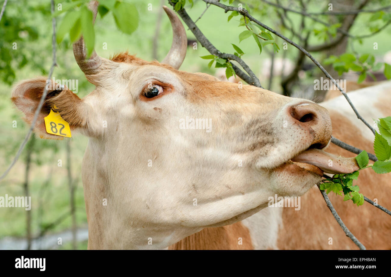 A cow eats leaves from a low tree branch Stock Photo Alamy