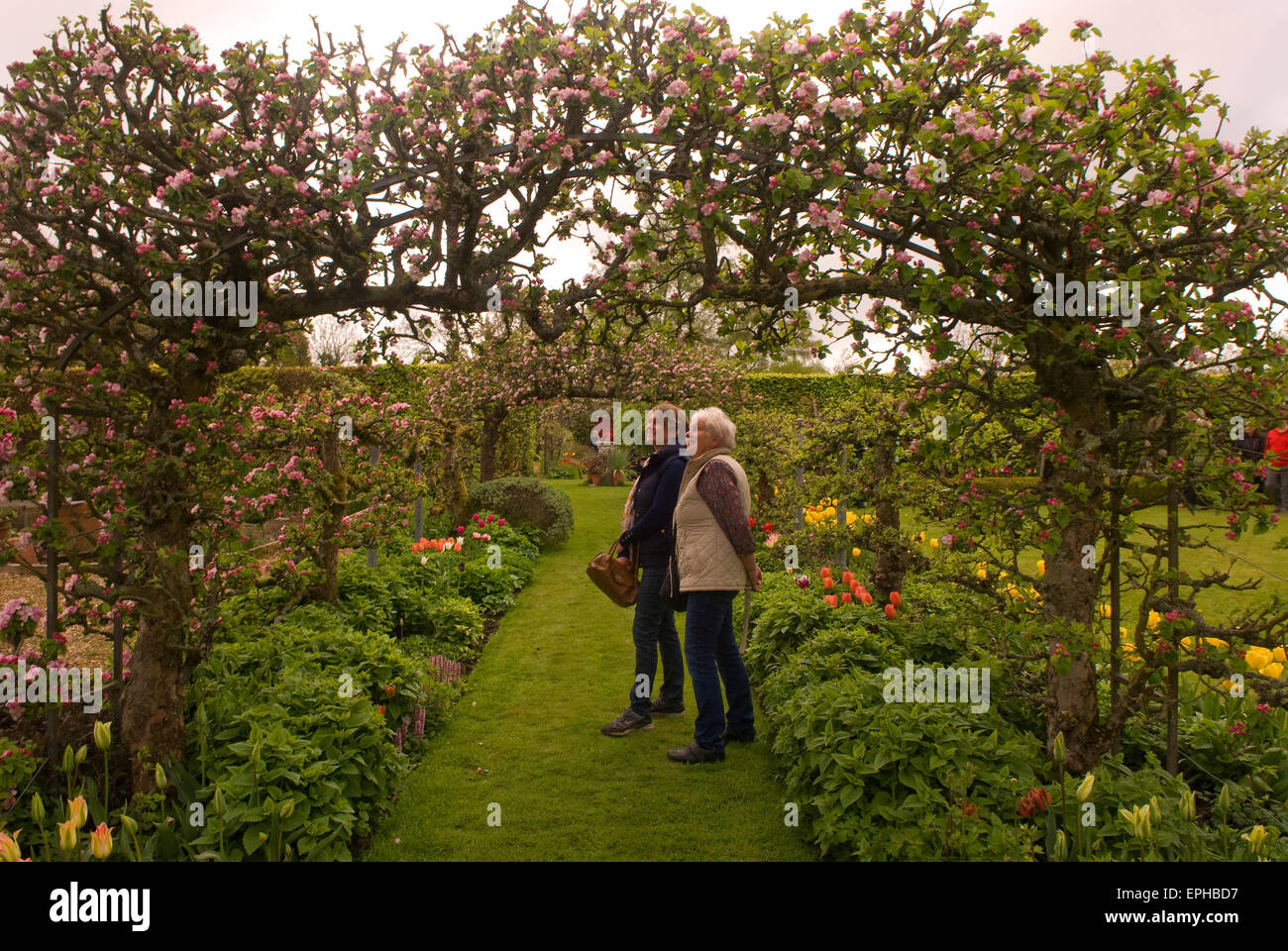 People admiring the blooms during an open day at a stately home, East Tisted, Hampshire, UK. Stock Photo