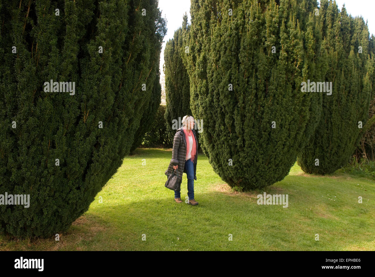 Woman walking past a group of Irish Yews, Rotherfield Park, East Tisted, Hampshire, UK. Stock Photo