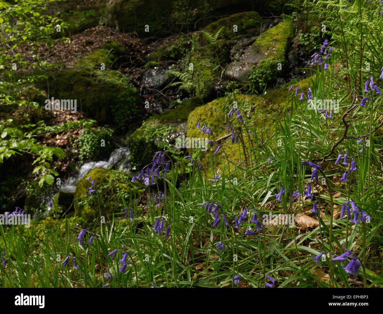 Bluebells at Hardcastle Crags Stock Photo Alamy