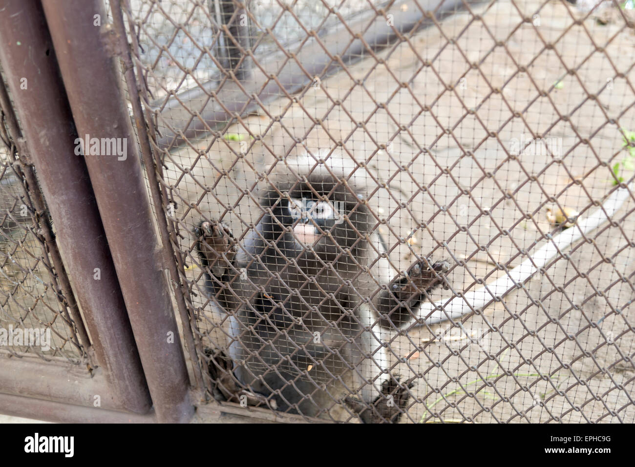 Leaf Monkey in cage in the zoo Stock Photo