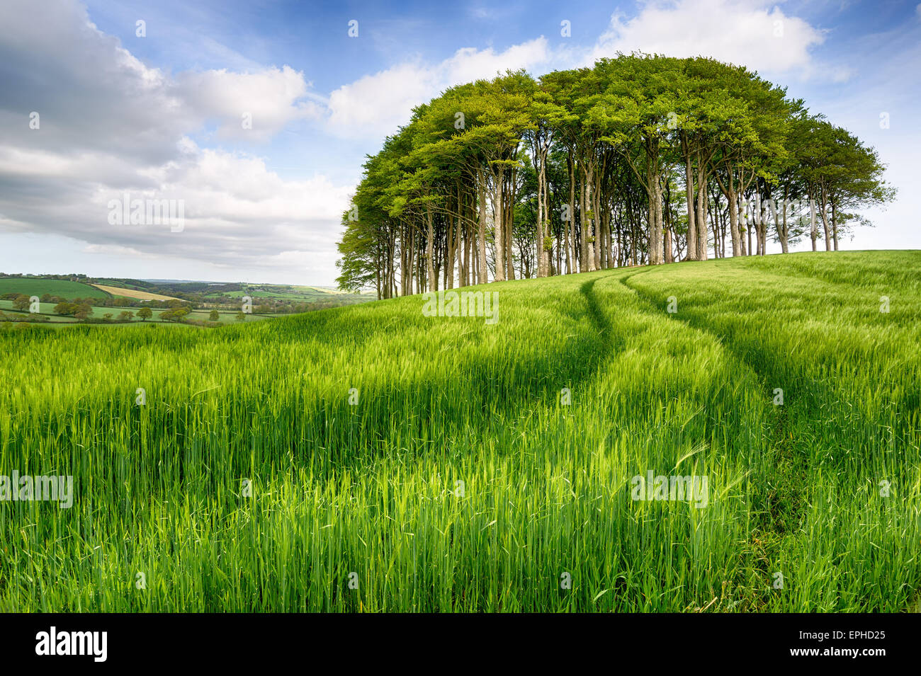 A stand of beech trees growing in a filed of lush green barley Stock Photo