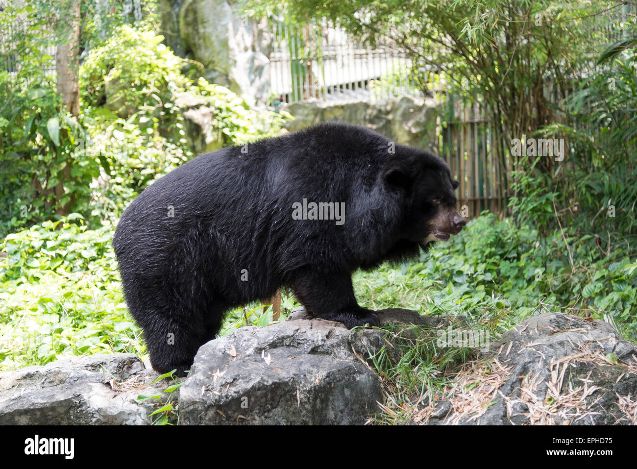 Malayan sun bear Stock Photo - Alamy