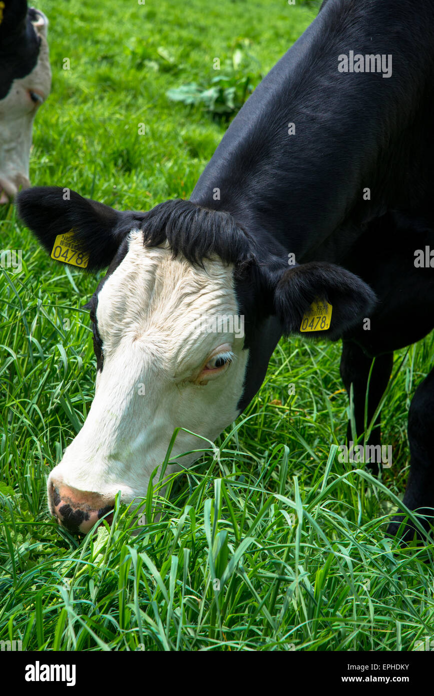 cow on grassland in holland Stock Photo