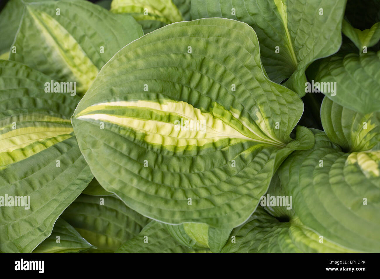 Hosta 'Lakeside Spellbinder' leaves in Spring. Stock Photo