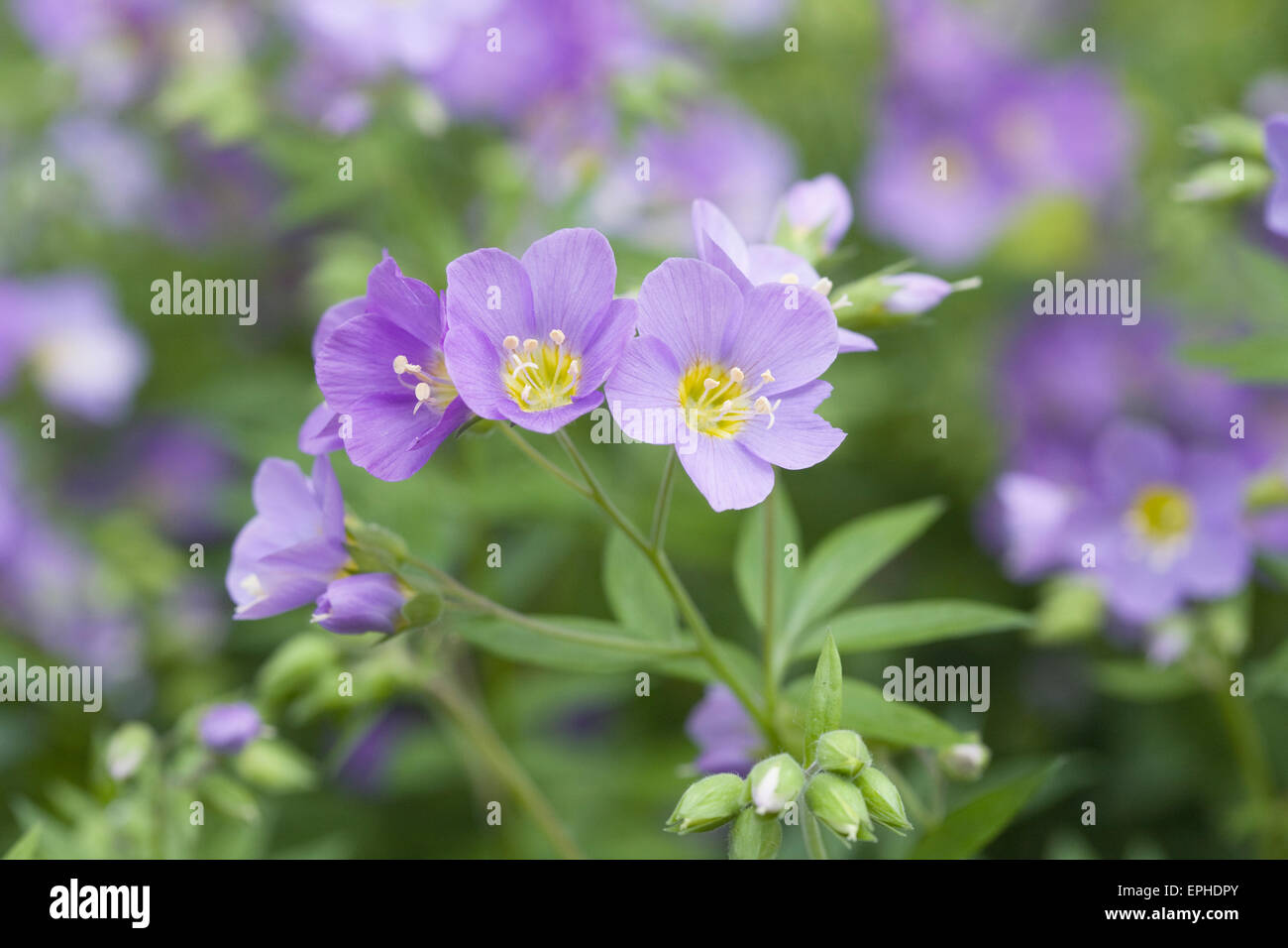 Polemonium flowers in Spring. Stock Photo