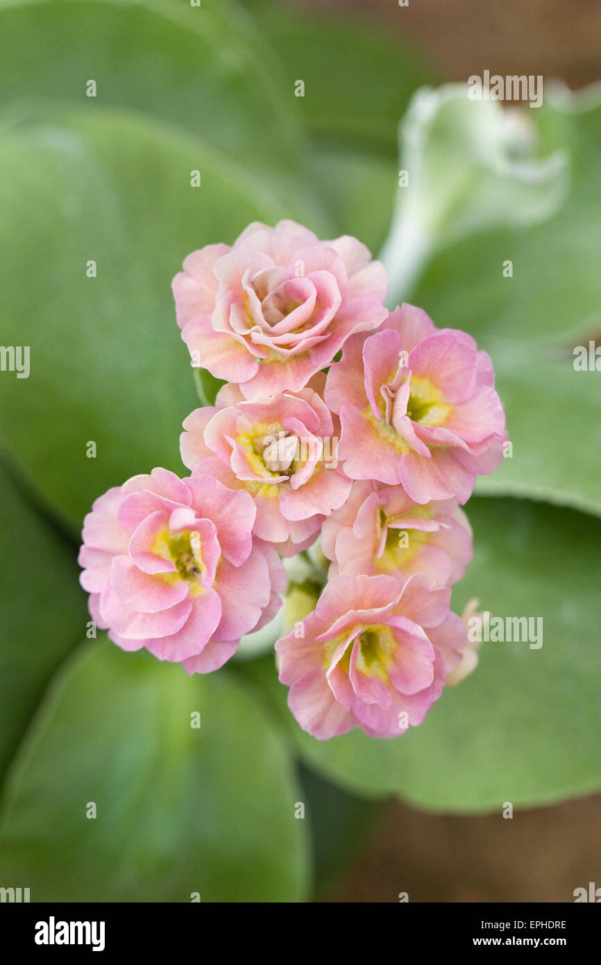 Primula auricula 'Late Romantic' Stock Photo