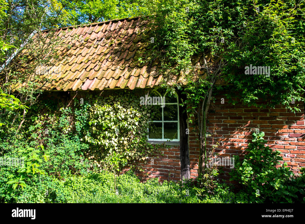 old shed covered with weeds and ivy Stock Photo