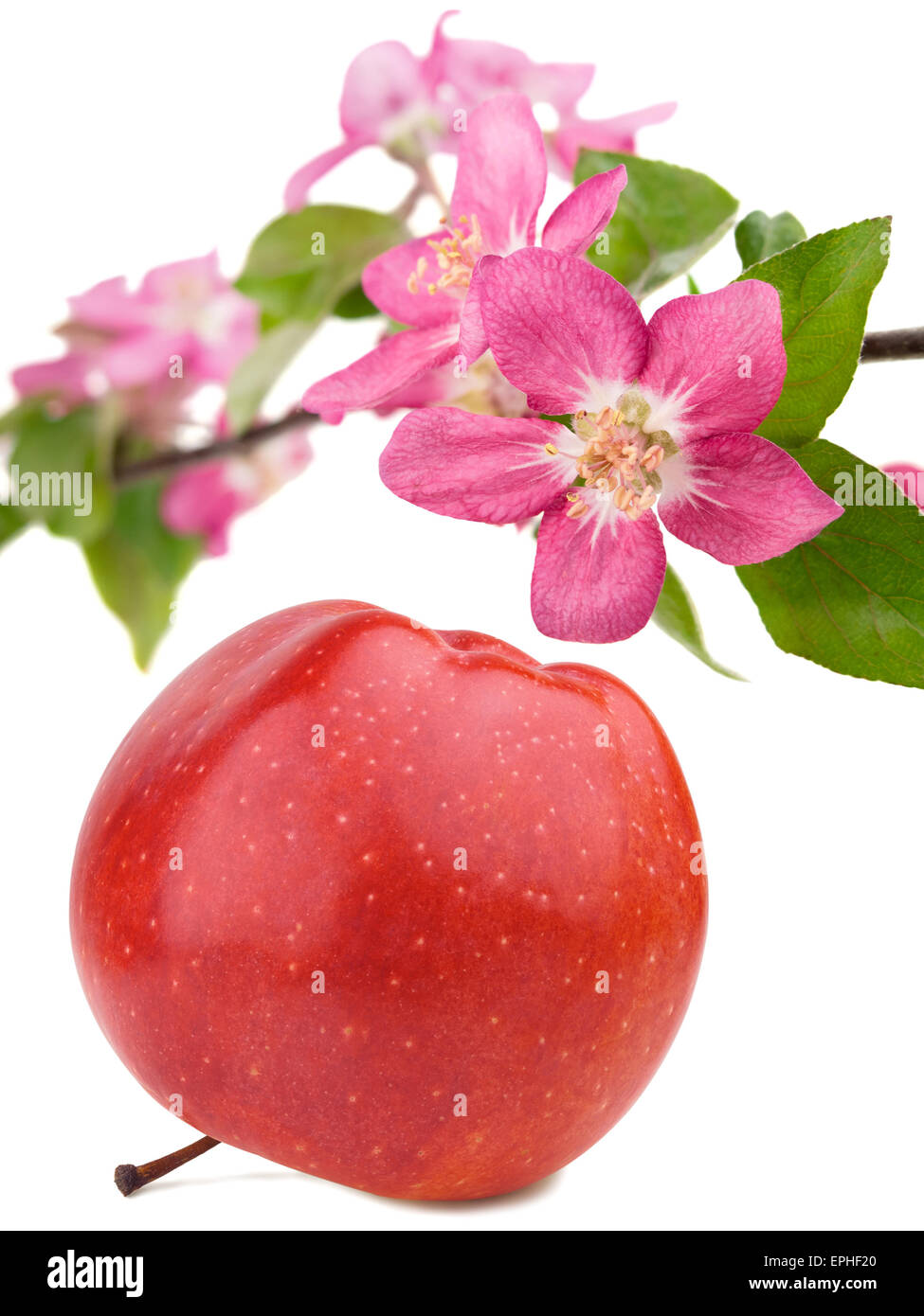 Red apple and branch of flowers above. Stock Photo