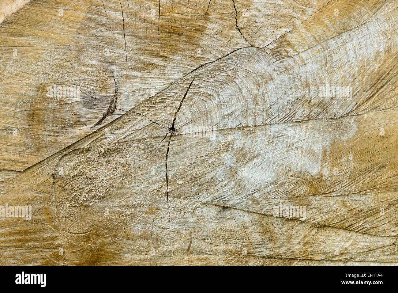 Annual rings of a tree. Background Stock Photo - Alamy