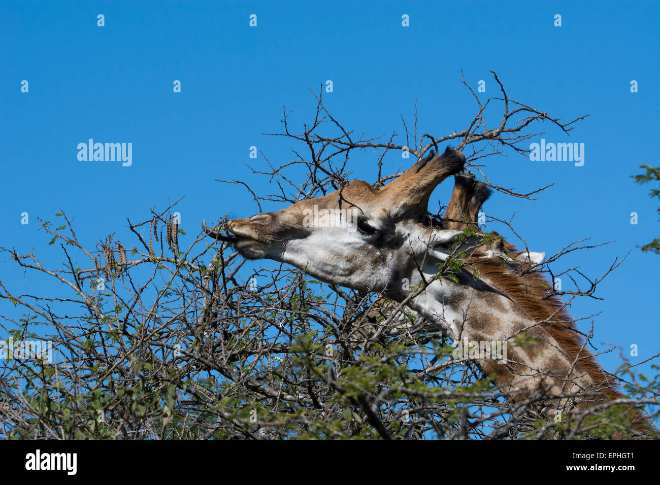 South Africa, Durban, Tala Game Reserve. Giraffe (Wild Giraffa