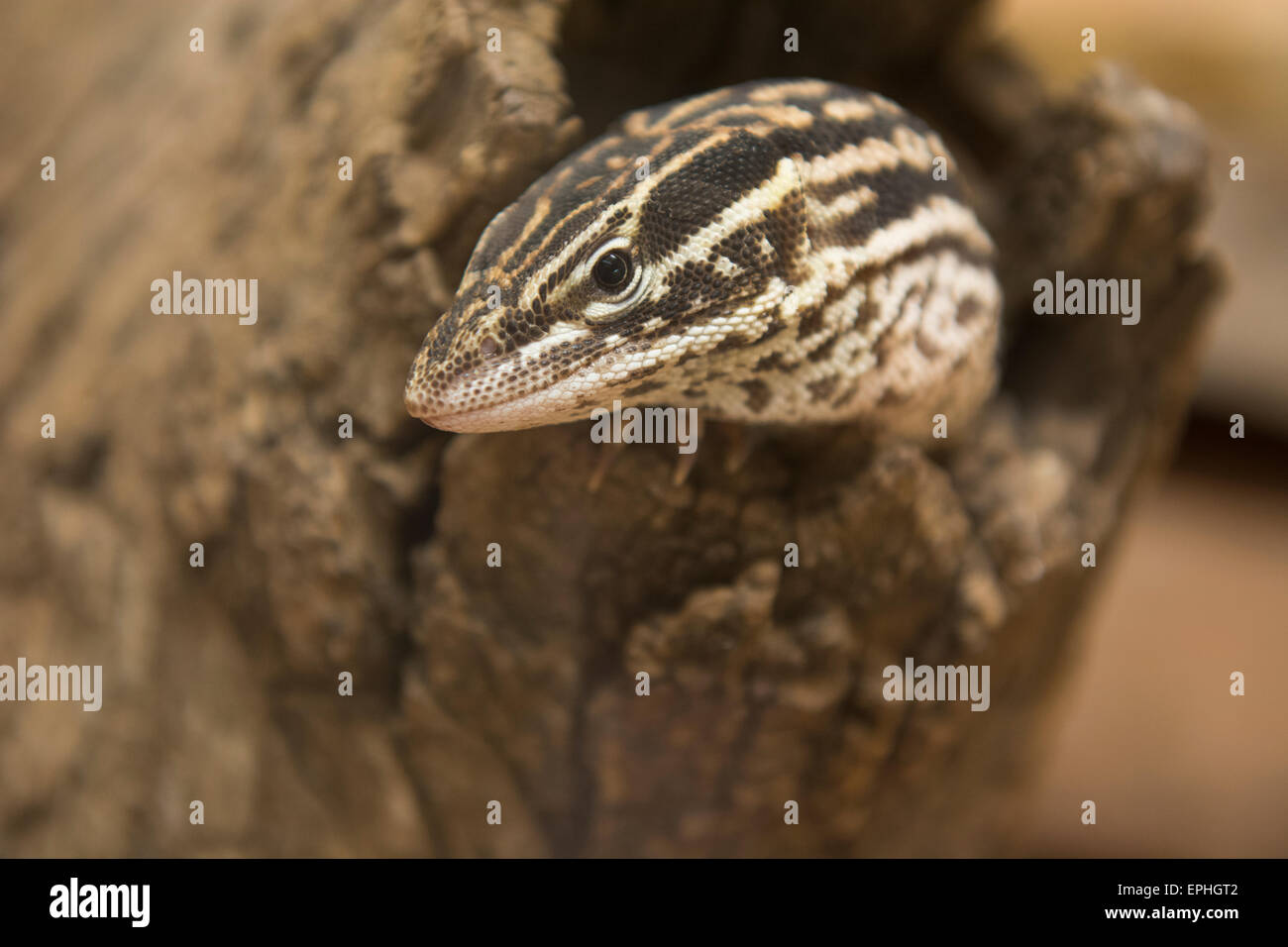 Australia, NT, Alice Springs. Alice Springs Reptile Center. Spiny