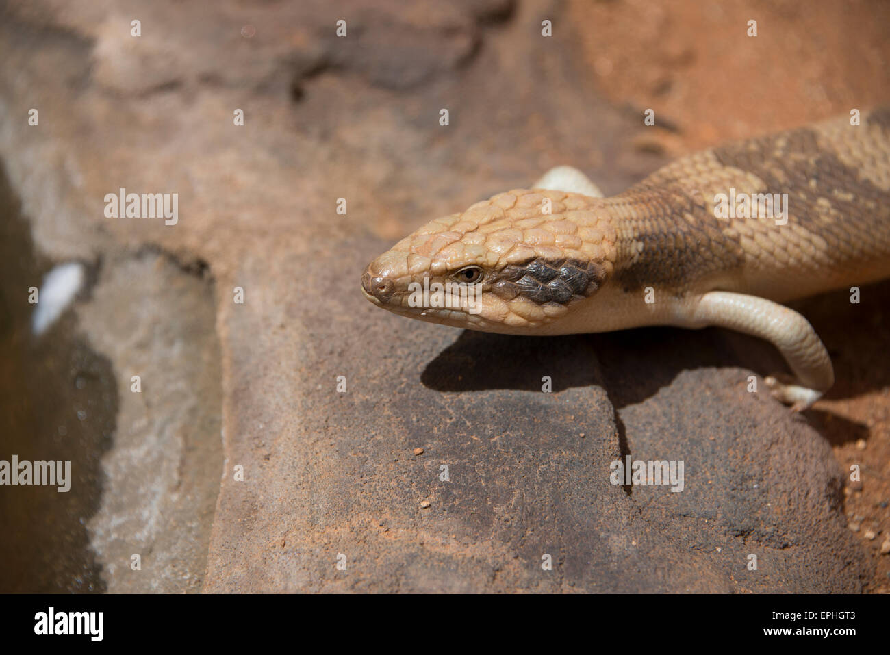 Australia, NT, Alice Springs. Alice Springs Reptile Center. Western Blue-tongued lizard (Captive: Tiliqua occipitalis) Stock Photo