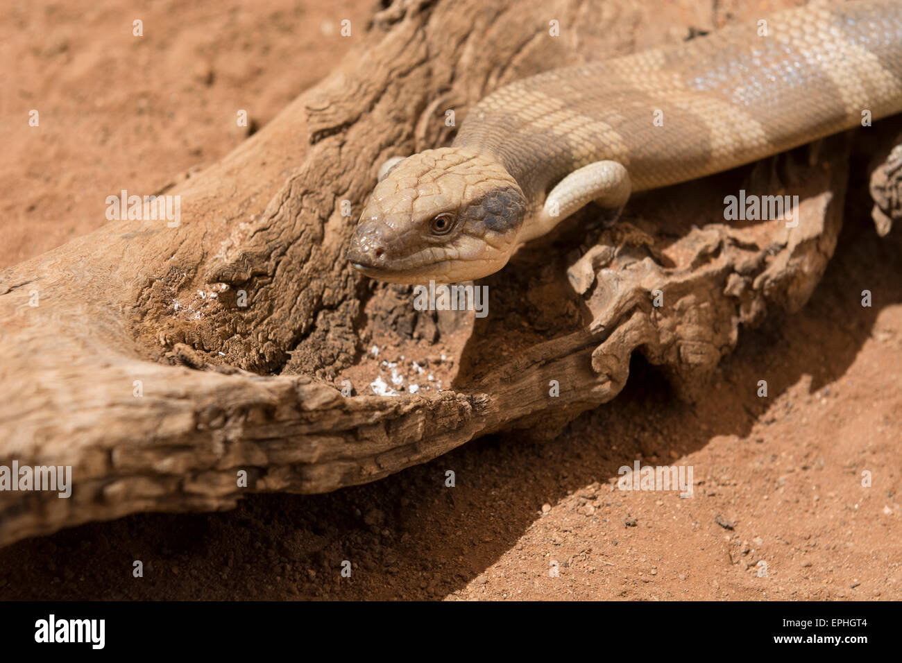 Australia, NT, Alice Springs. Alice Springs Reptile Center. Western Blue-tongued lizard (Captive: Tiliqua occipitalis) on a log Stock Photo