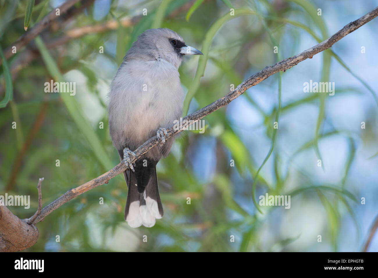 Australia, NT, Alice Springs. Alice Springs Desert Park. Woodswallow (Captive). Stock Photo