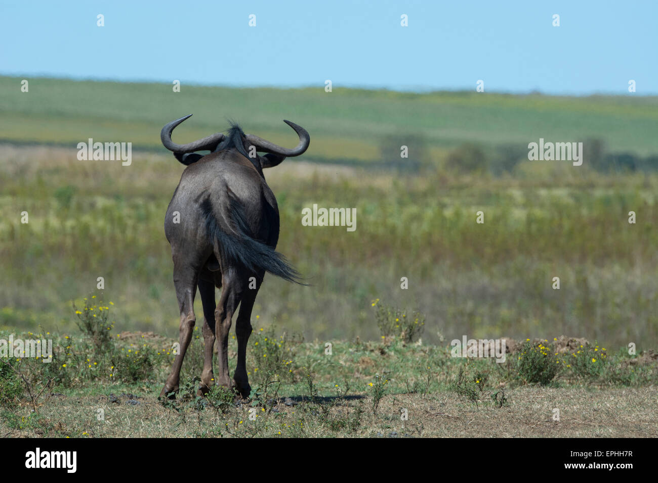 South Africa, Durban. Tala Game Reserve. Blue wildebeest (WILD: Connochaetes taurinus) looking out over grassland habitat. Stock Photo