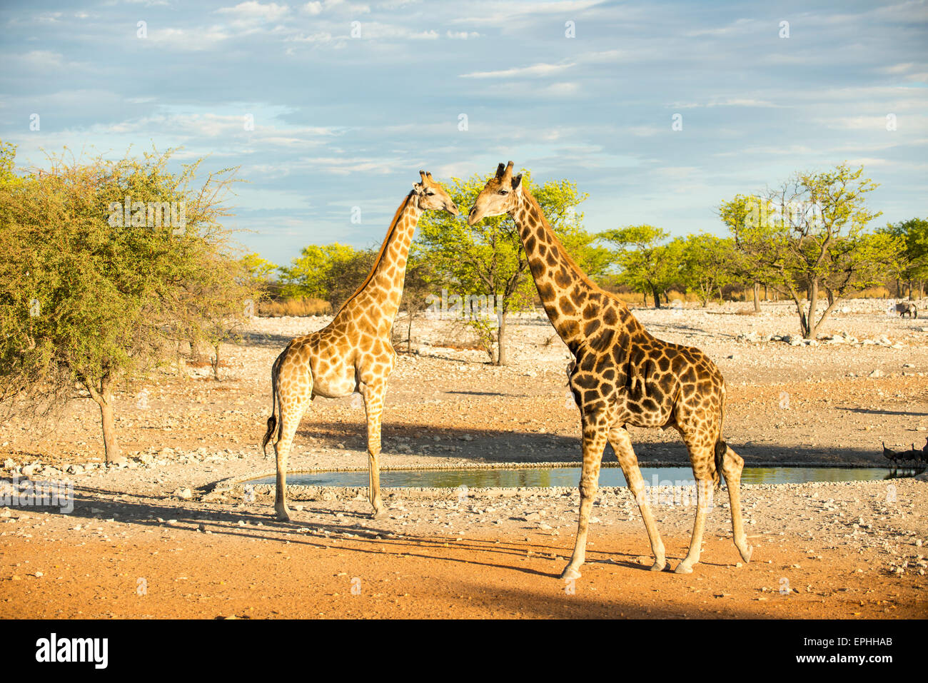 Africa, Namibia. Anderson Camp near Etosha National Park. Full body shot of two giraffes standing. Stock Photo