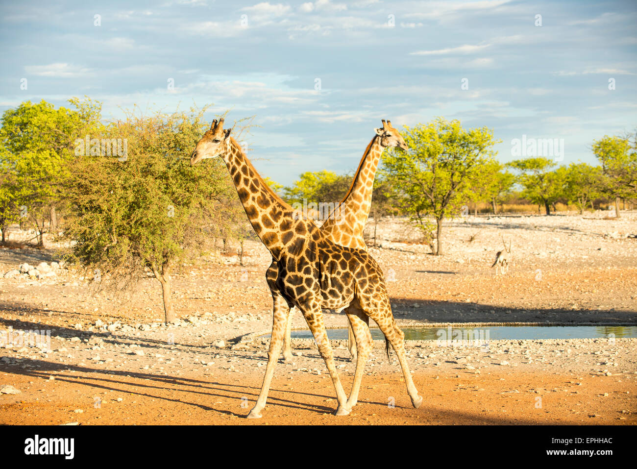 Africa, Namibia. Anderson Camp near Etosha National Park. full body image of two giraffes walking. Stock Photo