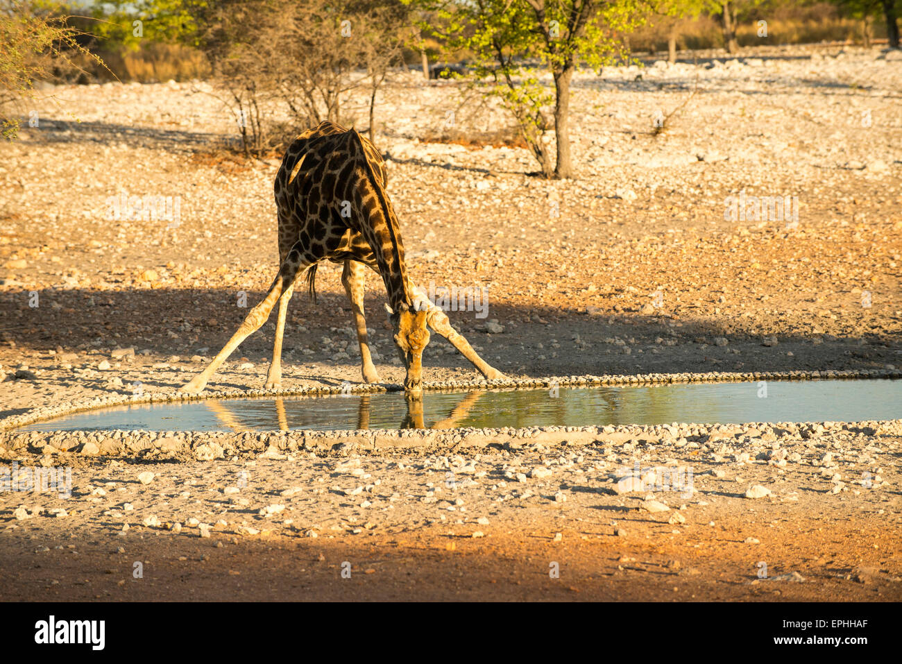 Africa, Namibia. Anderson Camp near Etosha National Park. Single giraffe drinking from waterhole. Stock Photo