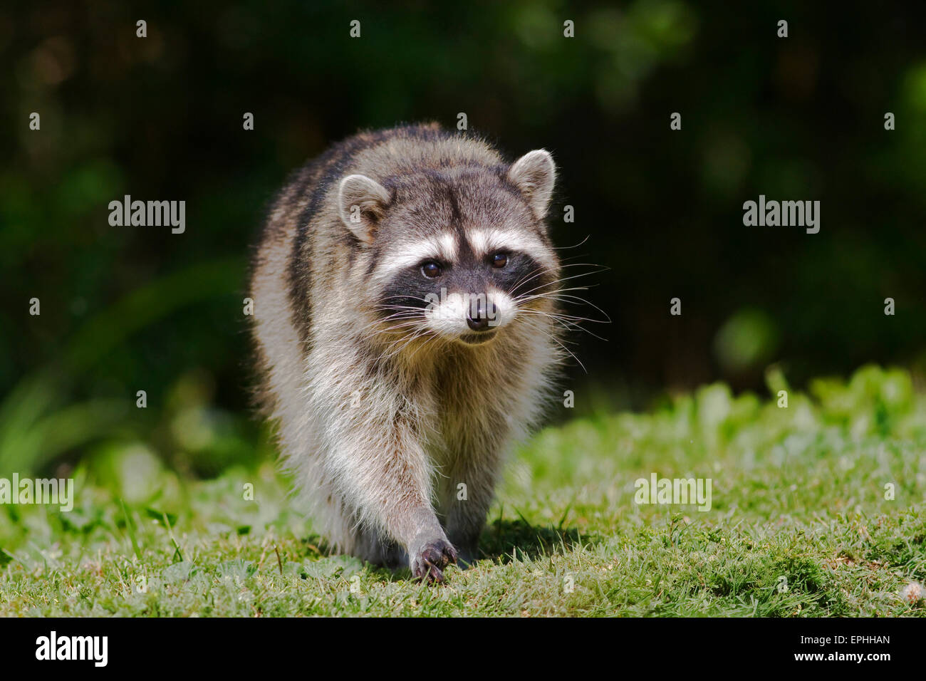 Urban raccoons hi-res stock photography and images - Alamy