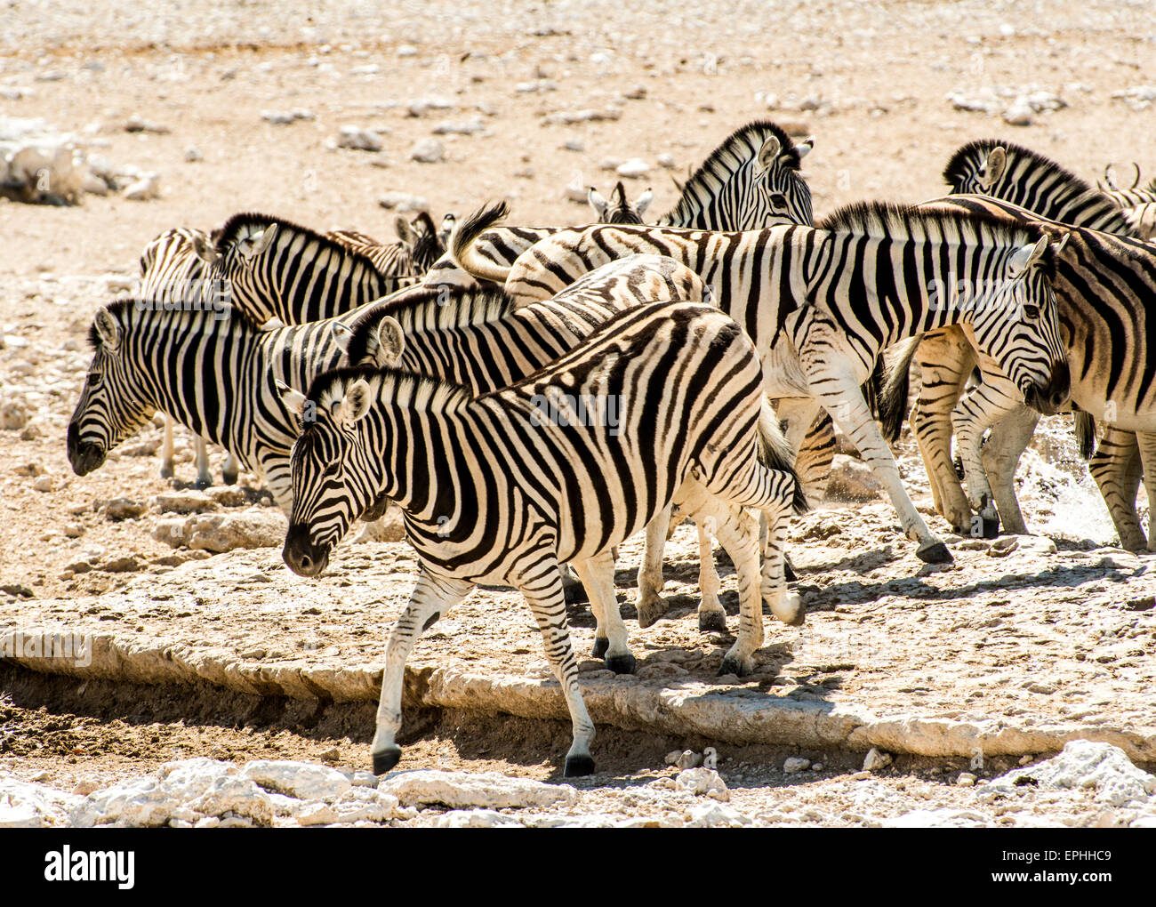 Group of zebras hi-res stock photography and images - Alamy