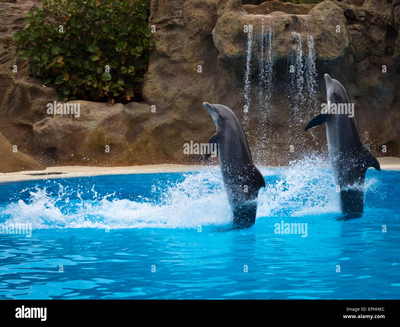 Delfine im Loro Park in Puerto de la Cruz Stock Photo