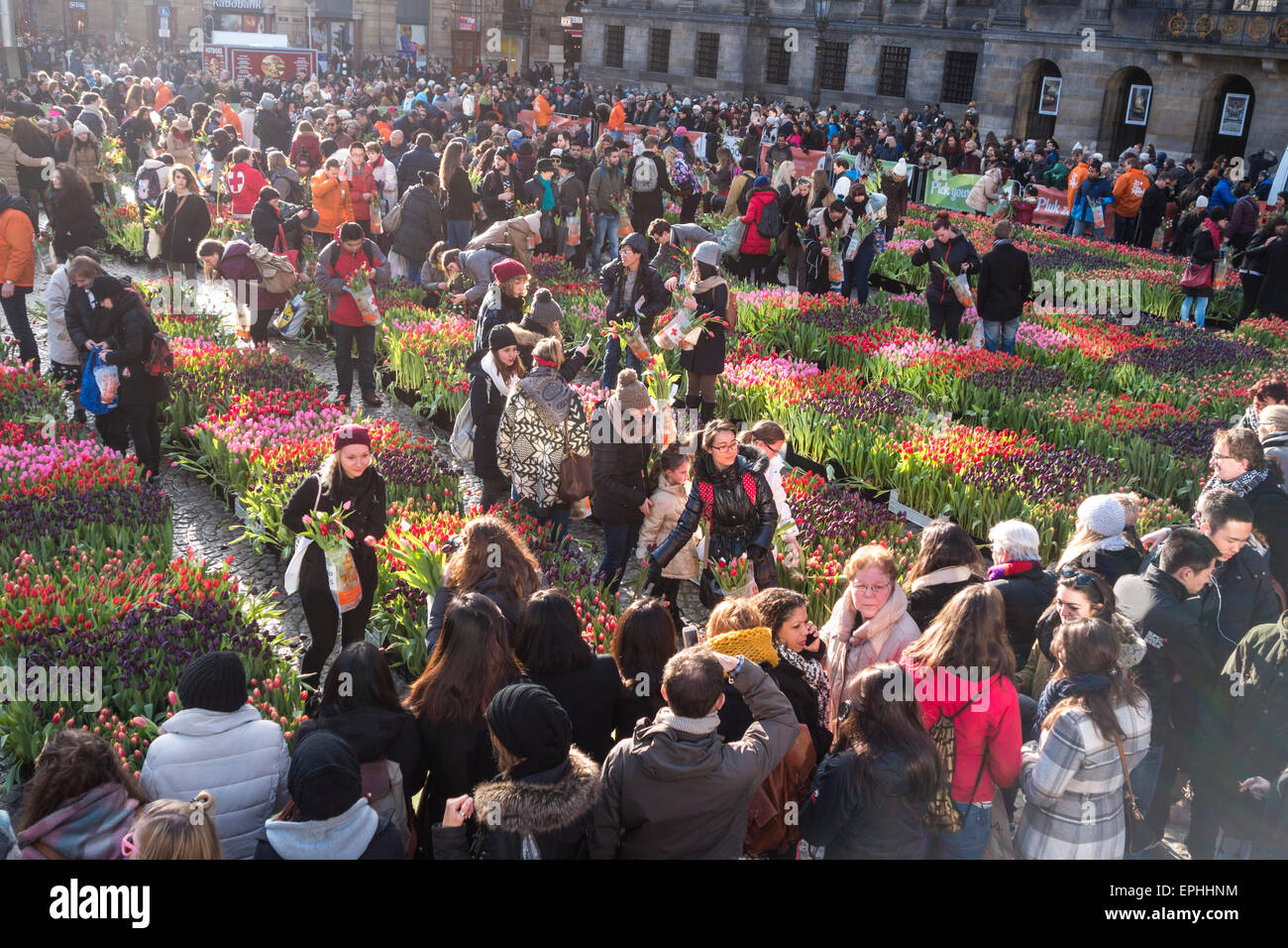 Amsterdam National Tulip Day 10.000 visitors pick 200.000 tulips for