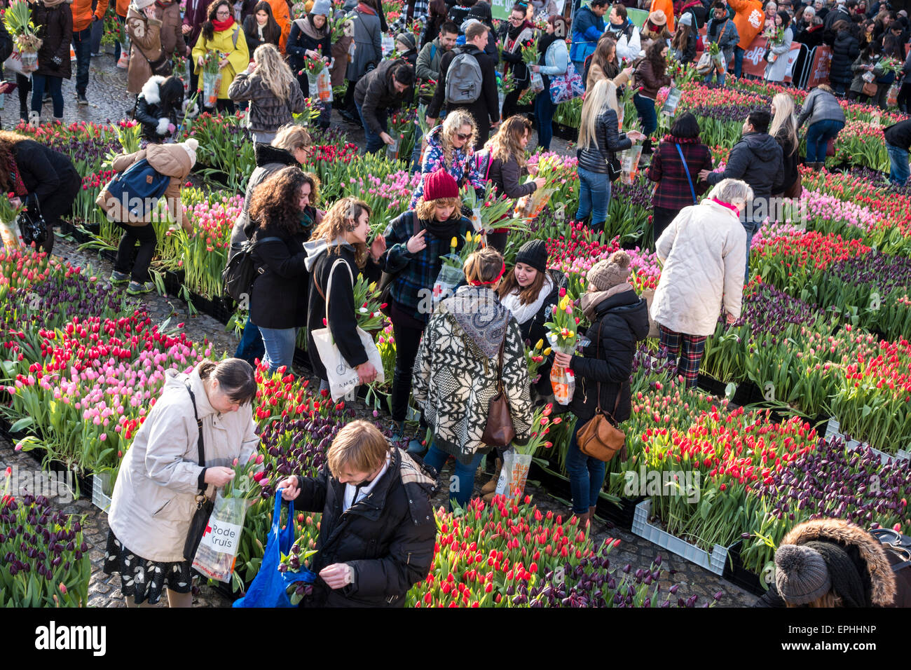 Amsterdam National Tulip Day 10.000 visitors pick 200.000 tulips for