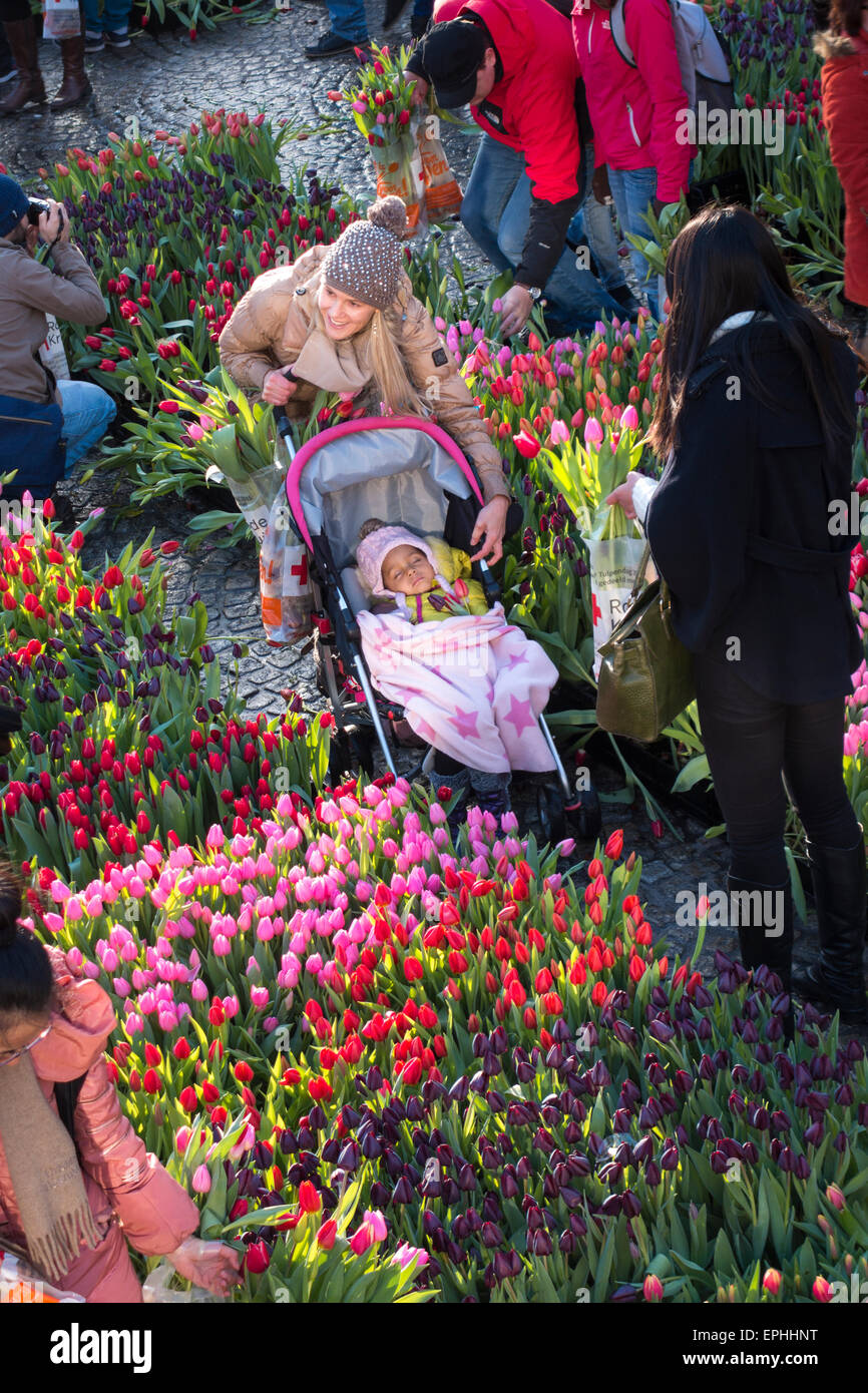 Amsterdam National Tulip Day 10.000 visitors pick 200.000 tulips for