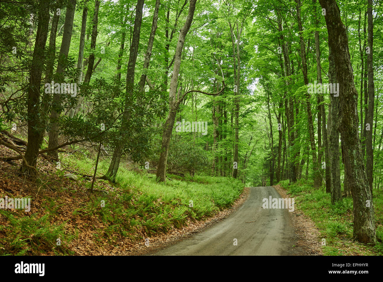 Mountain Road, Delaware Water Gap National Recreation Area, Walpack