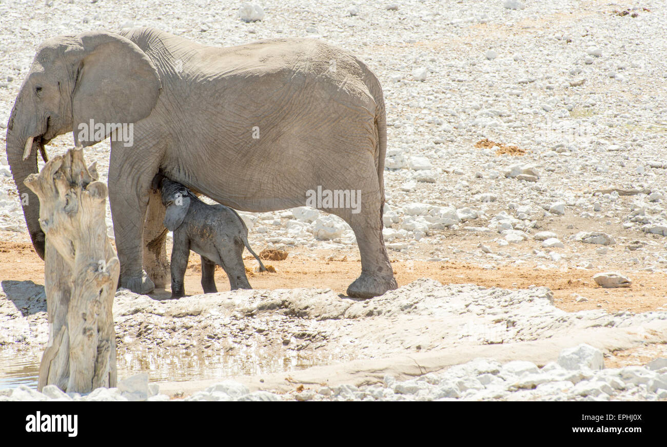 Africa, Namibia. Etosha National Park. Baby elephant antagonizing adult elephant. Stock Photo