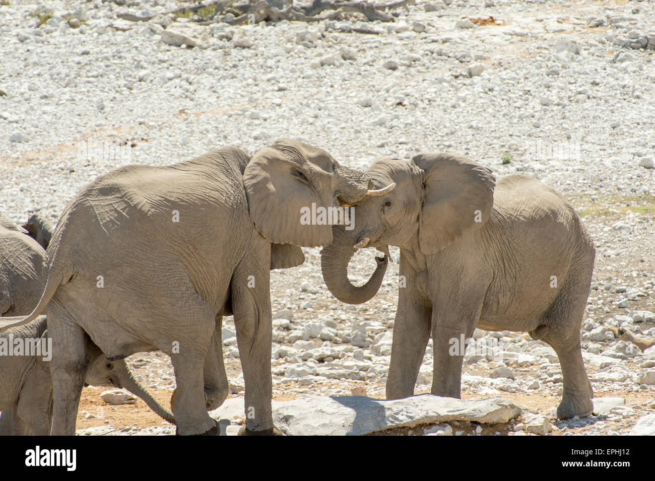 Africa, Namibia. Etosha National Park. Young elephants playing together. Stock Photo